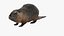 Piel de Nutria aparejada
