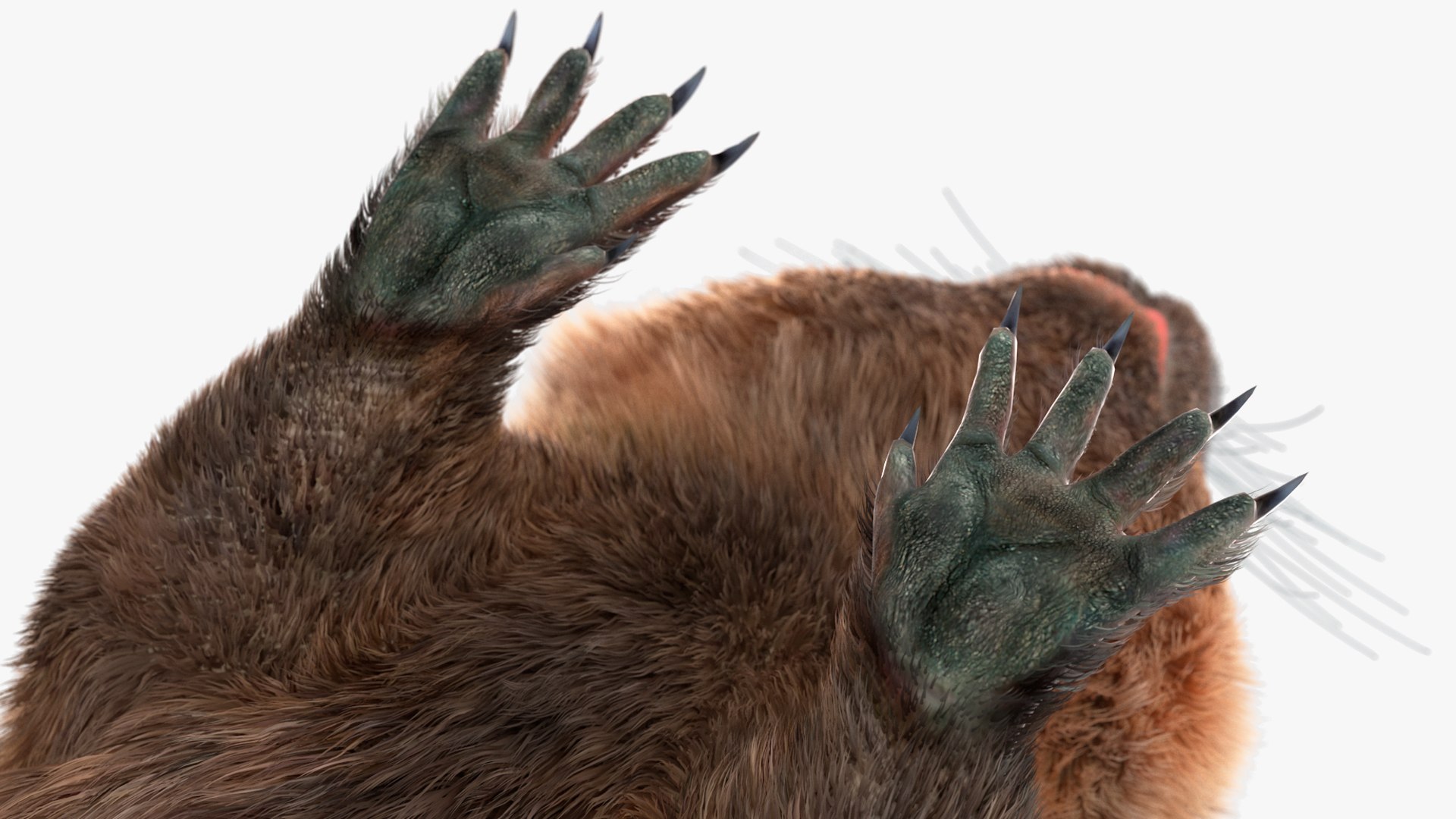 Nutria Fur Rigged 3D model https://p.turbosquid.com/ts-thumb/WG/DYCgd1/uh/nutriafurriggedvray3dmodel024/jpg/1706300788/1920x1080/fit_q87/3722f409da9dae506ea913b2b37979cb2bbd0330/nutriafurriggedvray3dmodel024.jpg