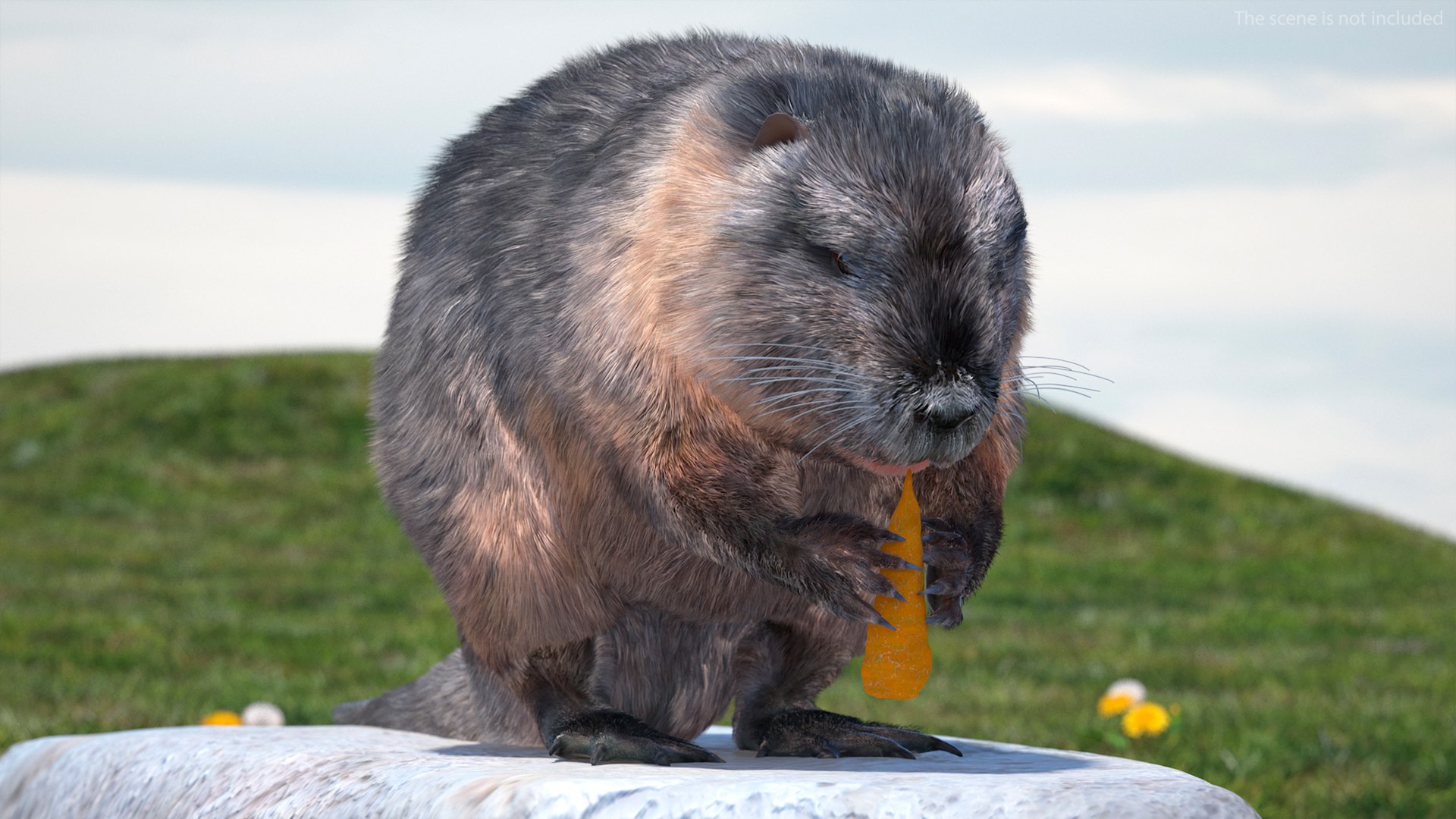 Nutria Fur Rigged 3D model https://p.turbosquid.com/ts-thumb/WG/DYCgd1/z2/nutriafurriggedvray3dmodel010/jpg/1706300725/1920x1080/fit_q87/bd814445db8a62b2b1f769fa068bed4bb16599c7/nutriafurriggedvray3dmodel010.jpg