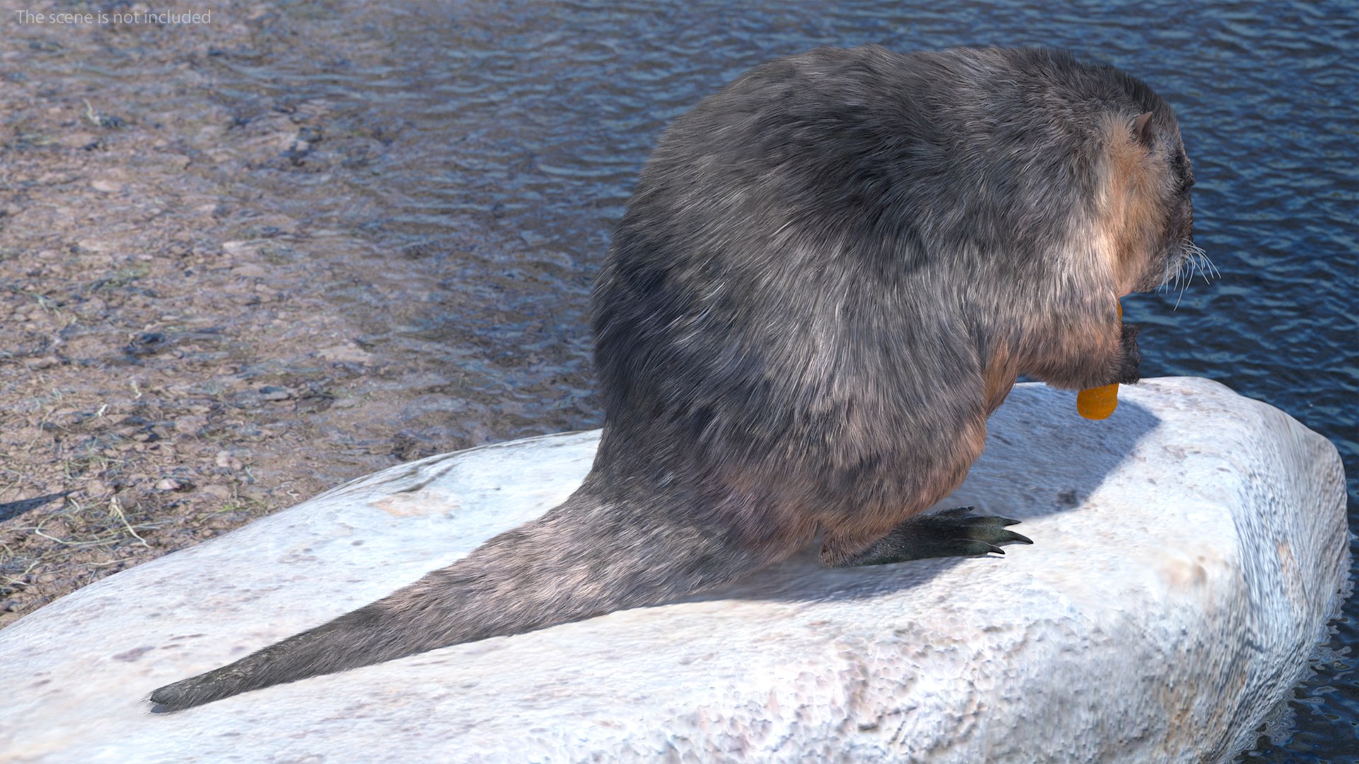Nutria Fur Rigged 3D model https://p.turbosquid.com/ts-thumb/WG/DYCgd1/zD/nutriafurriggedvray3dmodel008/jpg/1706300713/1920x1080/fit_q87/7b89c45bc841890437e126ddf3064b71d4ecaeac/nutriafurriggedvray3dmodel008.jpg