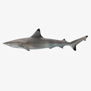 blacktip reef shark 3ds