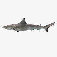 Black Tip Reef Shark