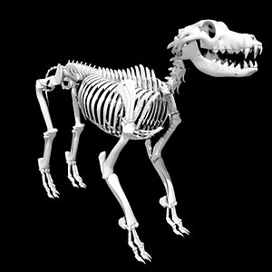 3D model Rigged Dog Skeleton