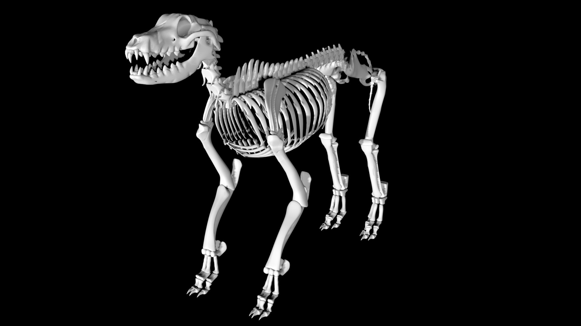 3D model Rigged Dog Skeleton https://p.turbosquid.com/ts-thumb/WG/HwBdnc/I3/dogskeleton5/jpg/1641407117/1920x1080/fit_q87/5b1213d20e56656cb844d9a8bc0b4bdeccb4e602/dogskeleton5.jpg