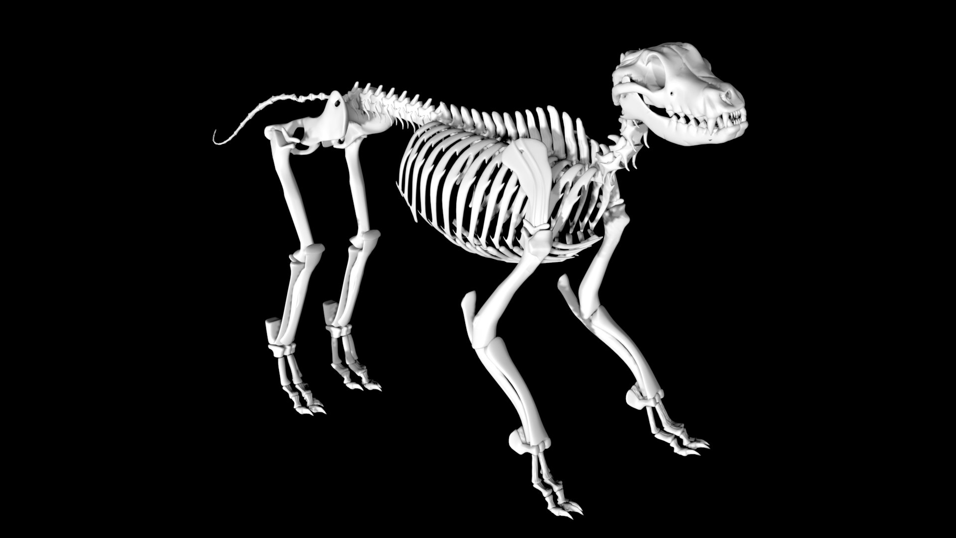 3D model Rigged Dog Skeleton https://p.turbosquid.com/ts-thumb/WG/HwBdnc/SQ/dogskeleton4/jpg/1641407117/1920x1080/fit_q87/869e8b19b4f3e77da0e183b0ed2affd85a116aa3/dogskeleton4.jpg