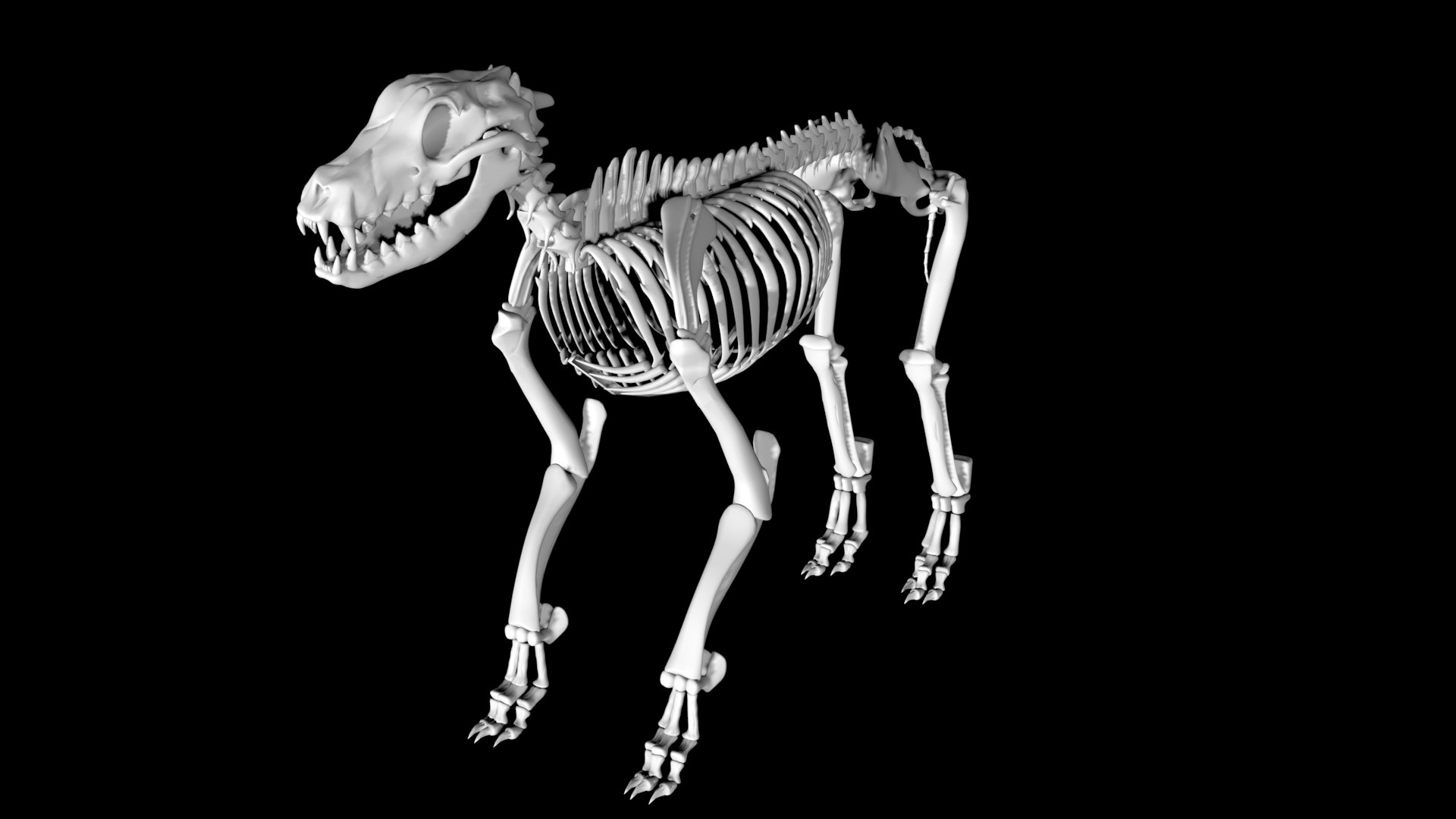 3D model Rigged Dog Skeleton https://p.turbosquid.com/ts-thumb/WG/HwBdnc/qk/dogskeleton6/jpg/1641407117/1920x1080/fit_q87/3b7e118bc098d6b908d436fdaba6c773197a2574/dogskeleton6.jpg