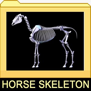 3d horse skeleton separated bones