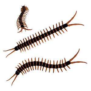 Rigged Centipede model