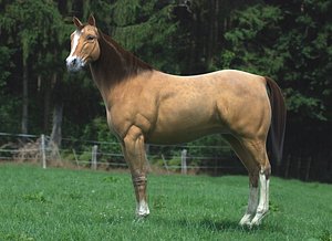 3d realistic horse rig