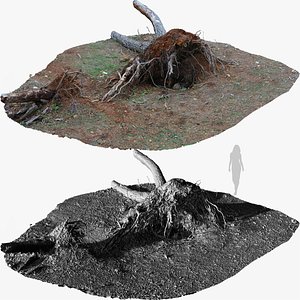 Fallen Pine Tree Bare Roots 1x16k 4x16k Textures 3D Model