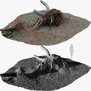 Fallen Pine Tree Bare Roots 1x16k 4x16k Textures 3D Model