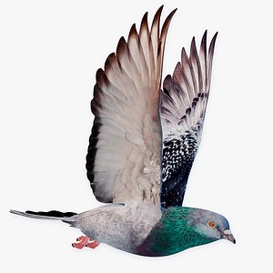 Pigeon Flying