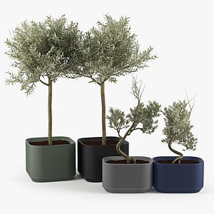 Urbilis Olive