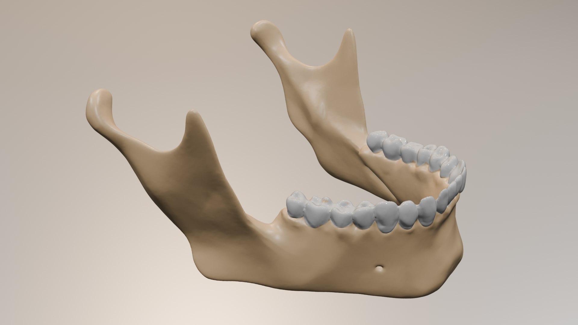 Human Lower Jaw Mandible 3D Model - TurboSquid 2382683