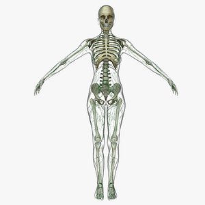 Lymphatic System with Skeleton Female