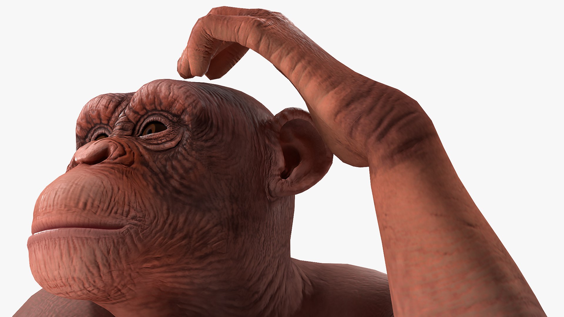 Light chimpanzee rigged 3D model - TurboSquid 1498397