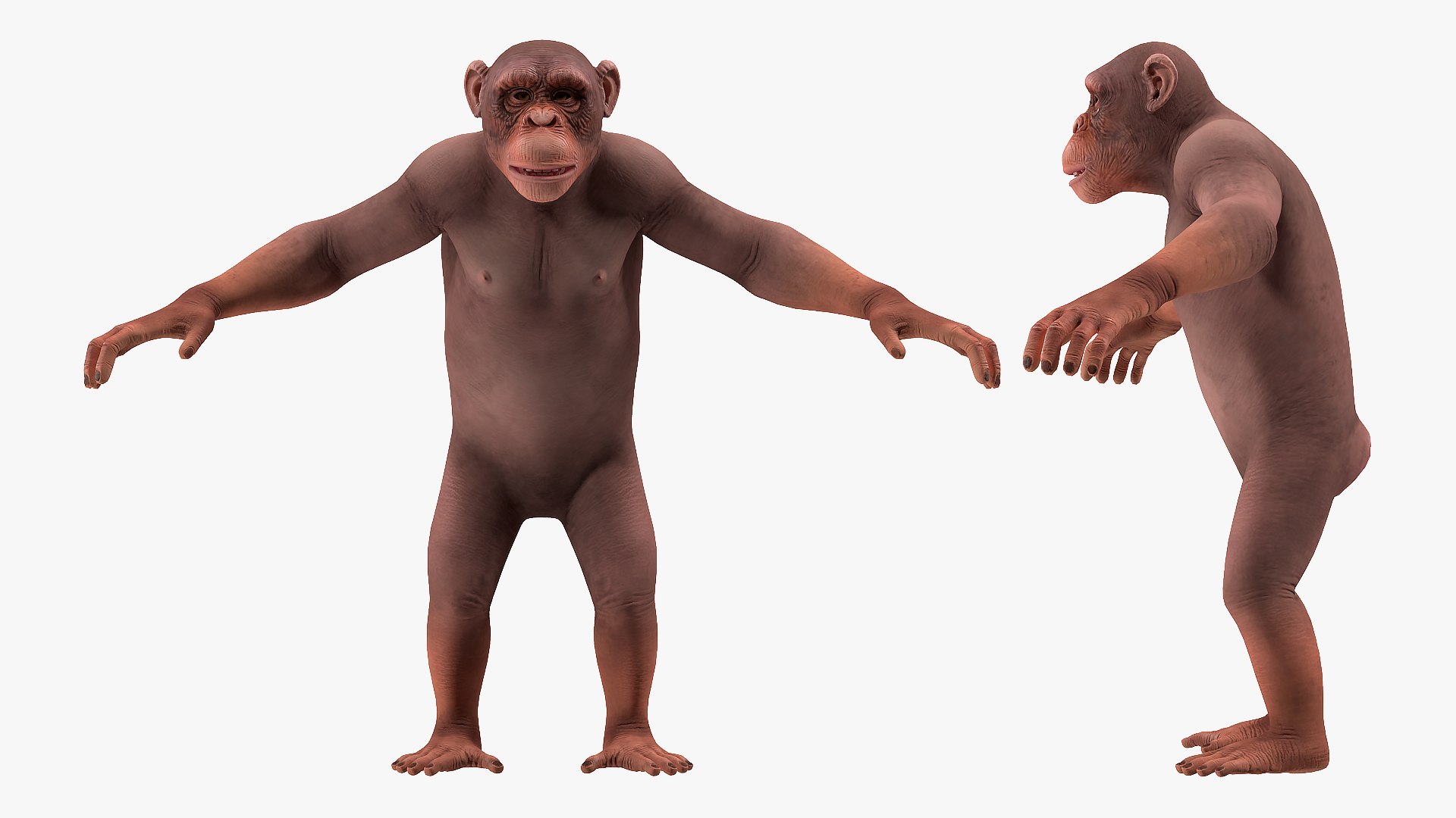 Light chimpanzee rigged 3D model - TurboSquid 1498397