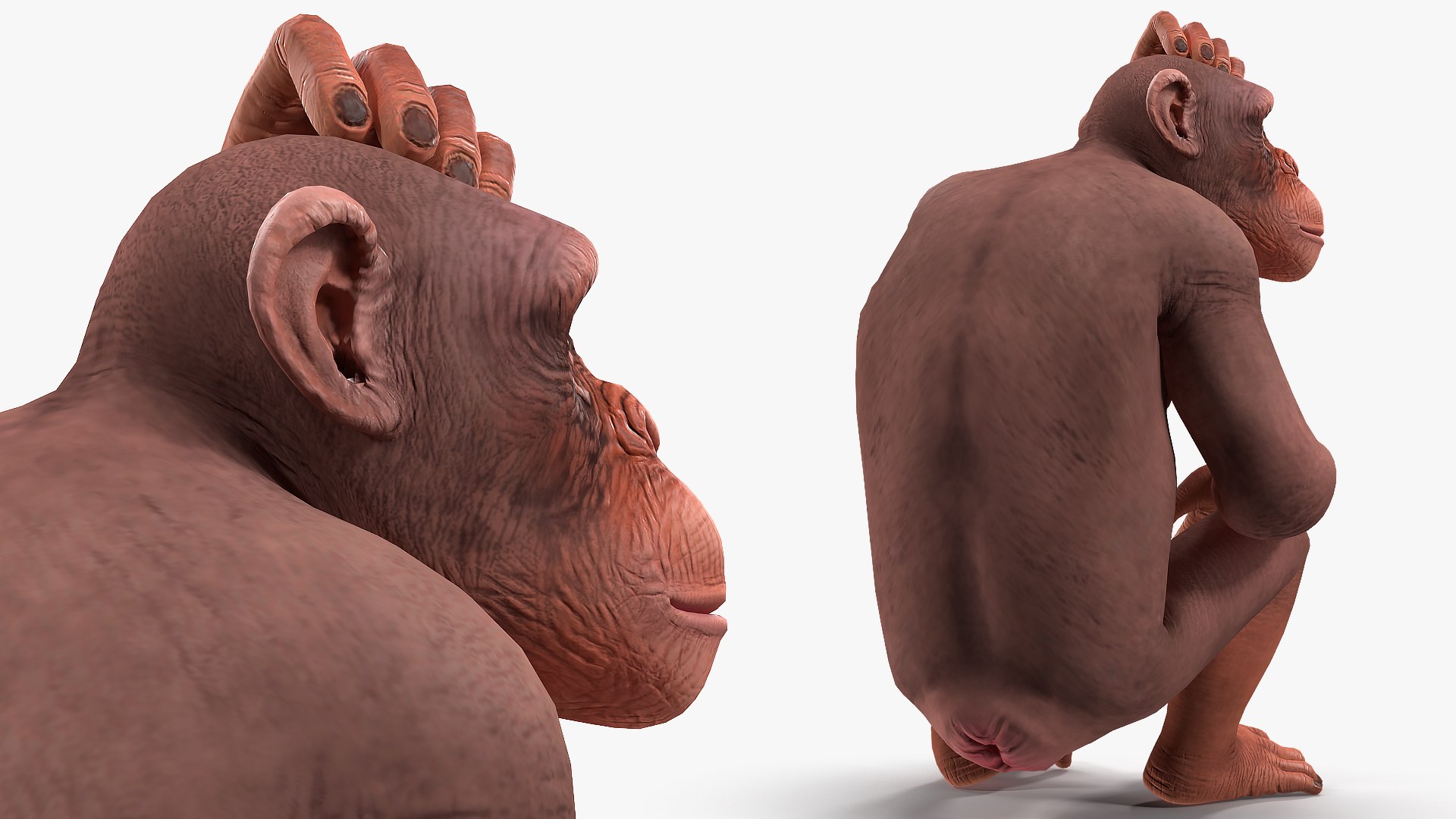 Light chimpanzee rigged 3D model - TurboSquid 1498397
