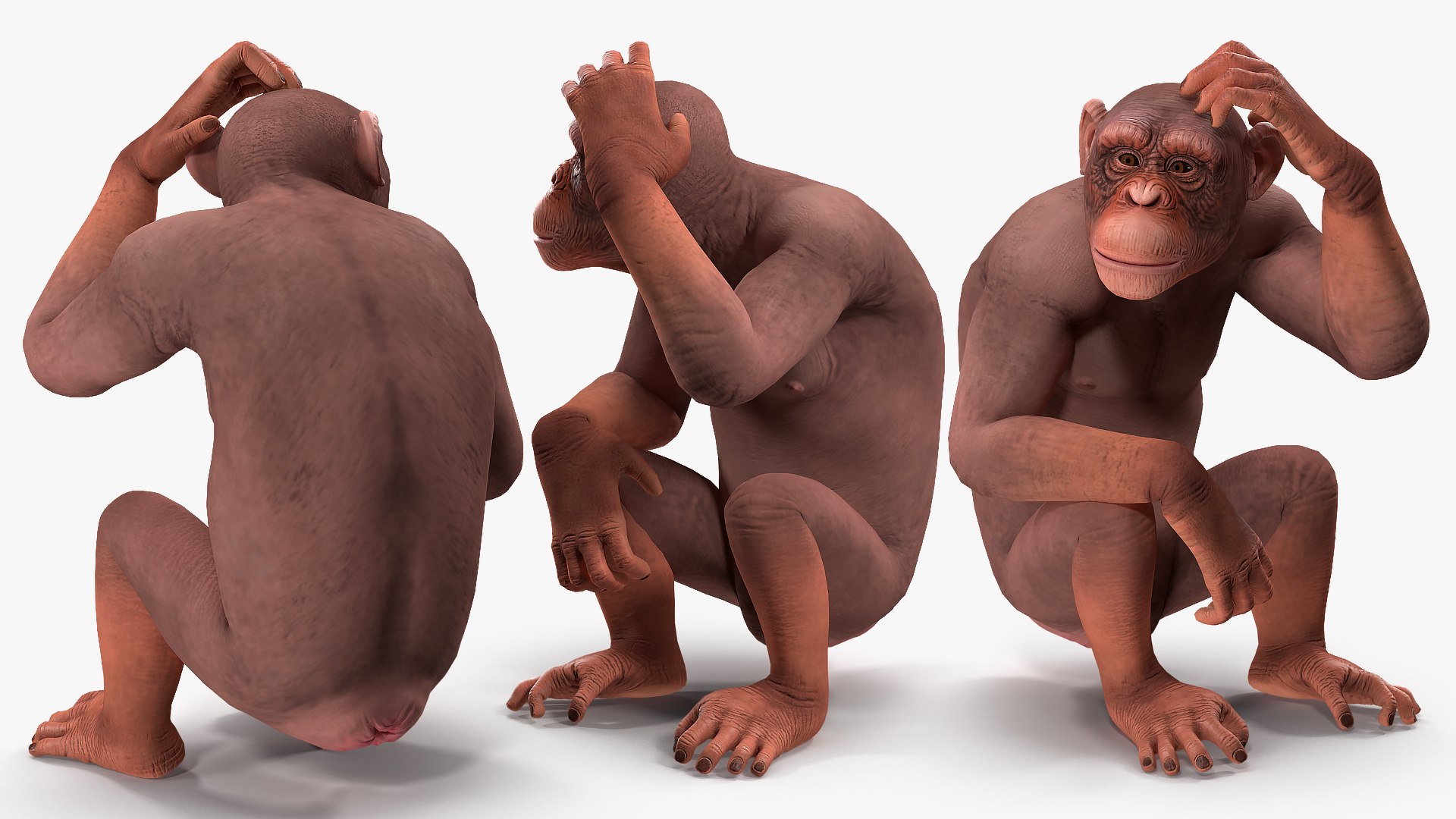 Light chimpanzee rigged 3D model - TurboSquid 1498397
