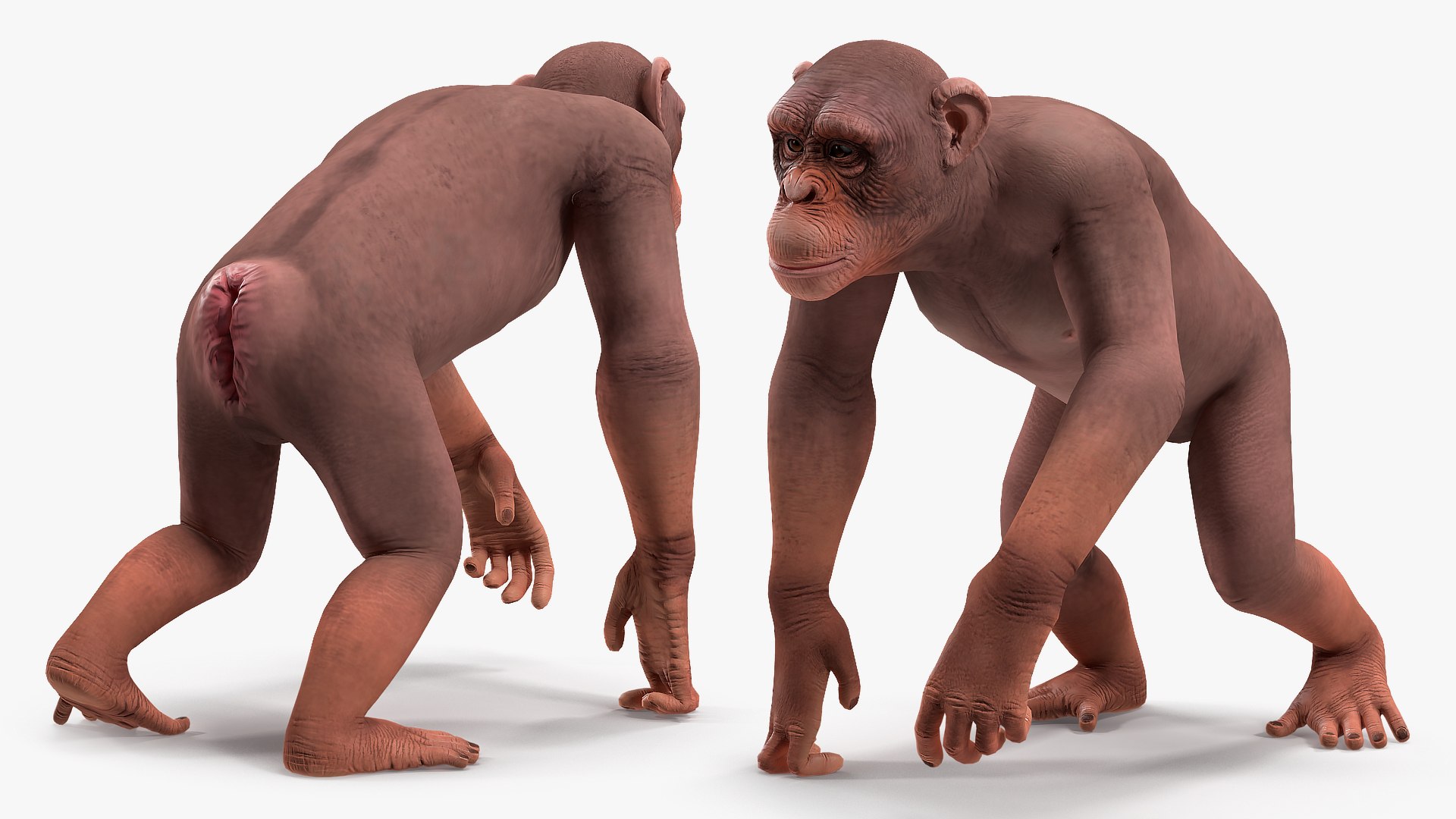 Light chimpanzee rigged 3D model - TurboSquid 1498397