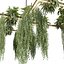 pianta vol 999 - Pendente - Pothos - Felce - Lampadario