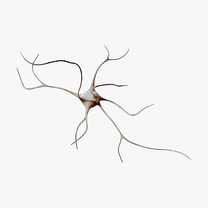 Nerve Neuron cells 3D model