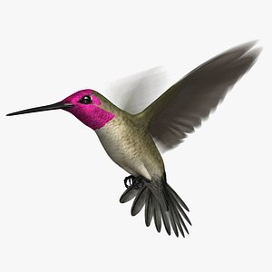 Anna's Hummingbird (Animated)