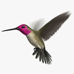 Anna's Hummingbird (Animated)