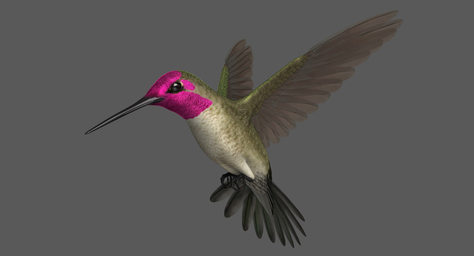 3D Anna S Hummingbird Animation Model - TurboSquid 1454246