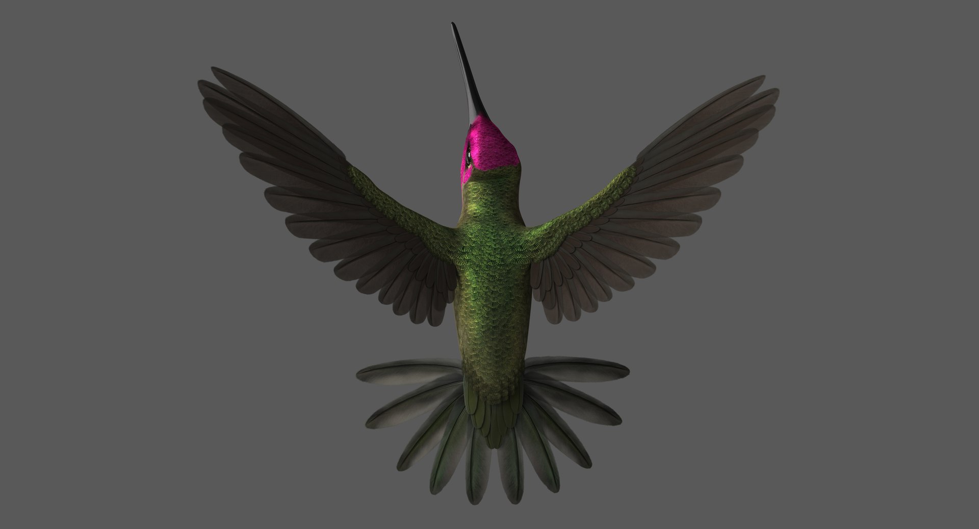 3D anna s hummingbird animation model - TurboSquid 1454246