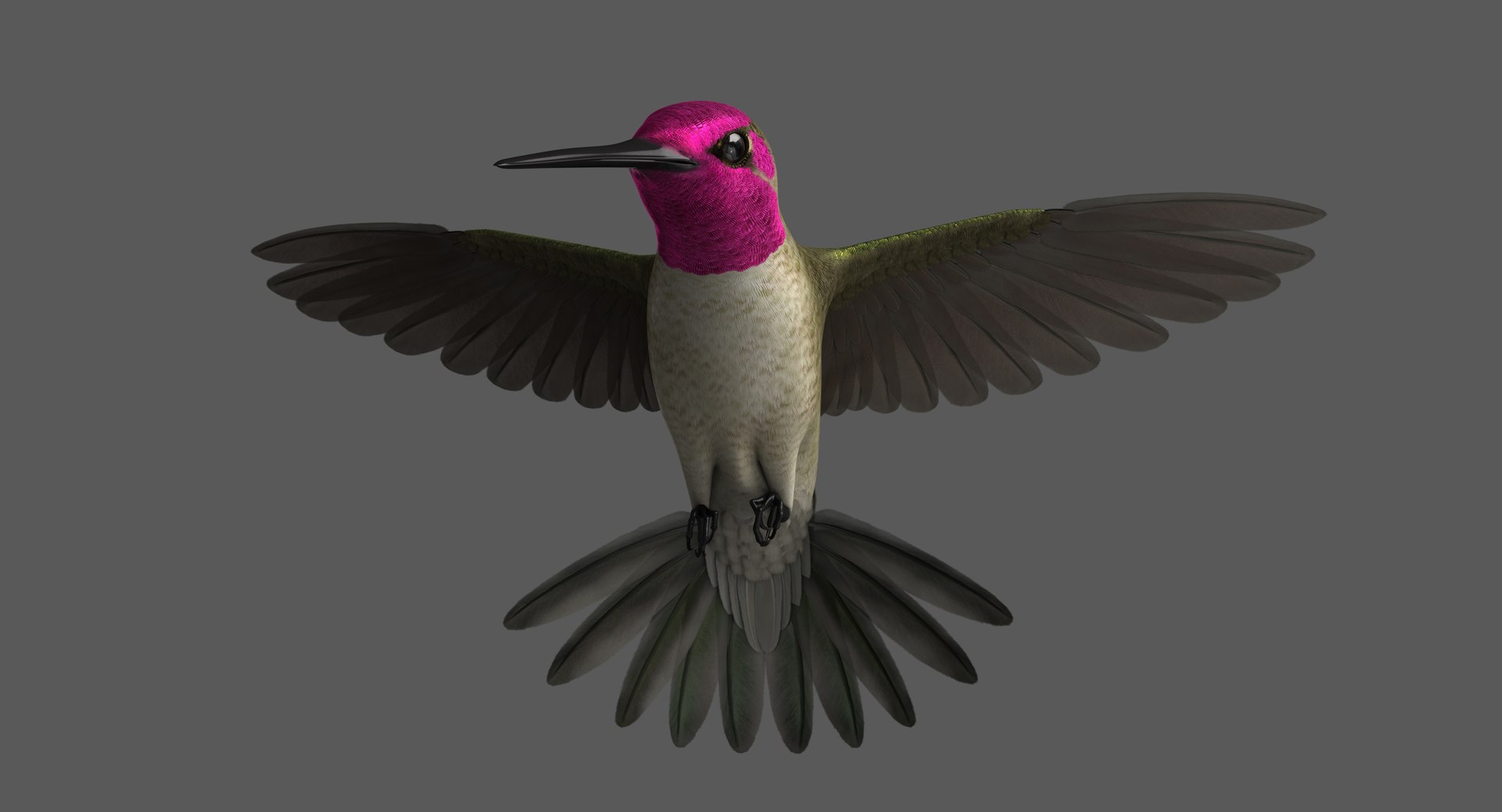 3D anna s hummingbird animation model - TurboSquid 1454246