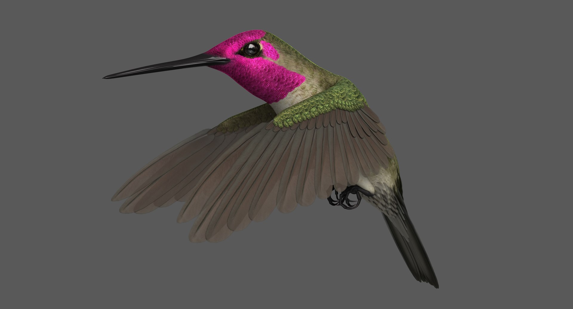 3D Anna S Hummingbird Animation Model - TurboSquid 1454246