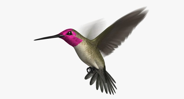 3D anna s hummingbird animation model - TurboSquid 1454246