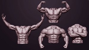 4 Male torsos