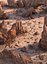 Rock Desert Environent