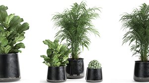 3D plants interior pots model