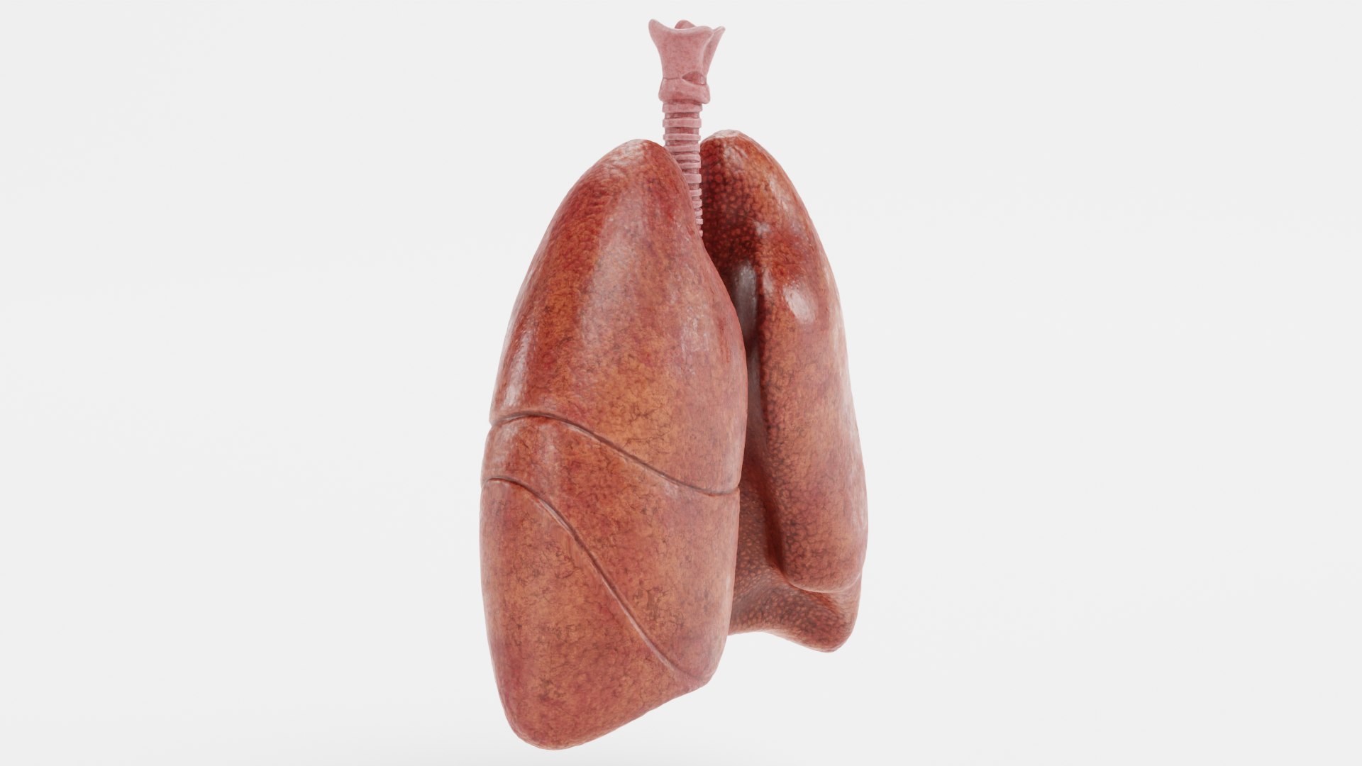 Respiratory System 3D - TurboSquid 1839088