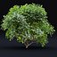 Acer palmatum