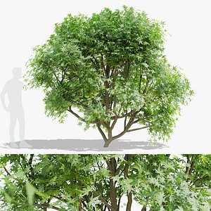 3D Acer palmatum model