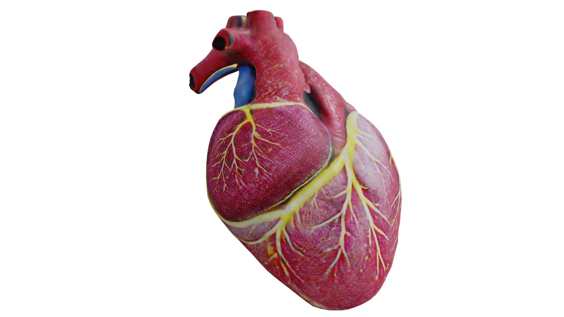 3D Human heart model https://p.turbosquid.com/ts-thumb/WH/hwAKcf/1k/9/png/1710191979/1920x1080/fit_q87/4db1cc8aeb672c1474422f6e98e6e49dd6f07b7e/9.jpg