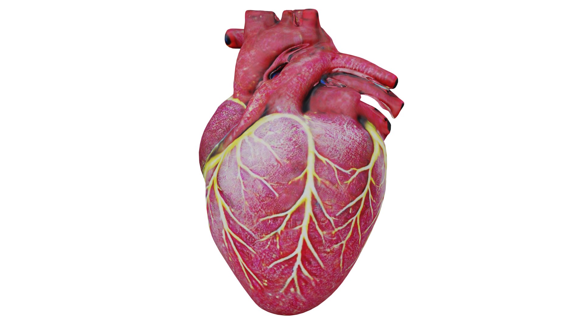 3D Human heart model https://p.turbosquid.com/ts-thumb/WH/hwAKcf/4B/3/png/1710191967/1920x1080/fit_q87/d9705adbe623f12fbd89dc5f4304406059f84d28/3.jpg