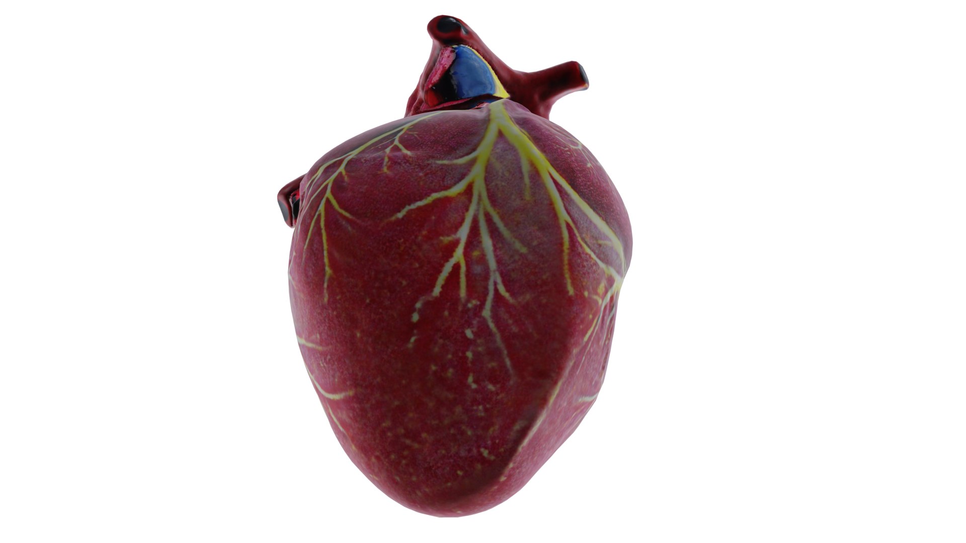 3D Human heart model https://p.turbosquid.com/ts-thumb/WH/hwAKcf/Bx/12/png/1710191982/1920x1080/fit_q87/37aa0db0cd3c5ac0846032c2b8f6e1a884c1a07f/12.jpg