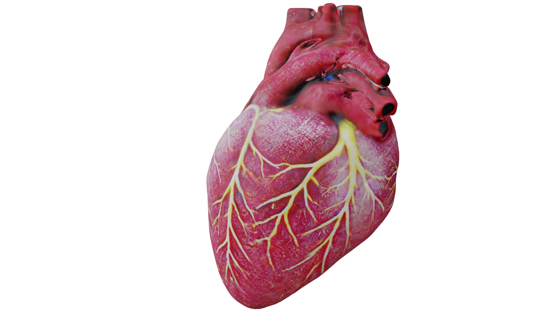 3D Human heart model https://p.turbosquid.com/ts-thumb/WH/hwAKcf/TN/4/png/1710191967/1920x1080/fit_q87/3444ed6afce67af3872994174b4dae0bda6d0918/4.jpg