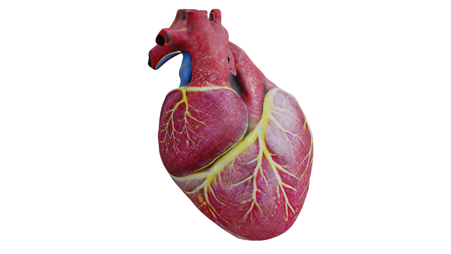 3D Human Heart Model - TurboSquid 2202398