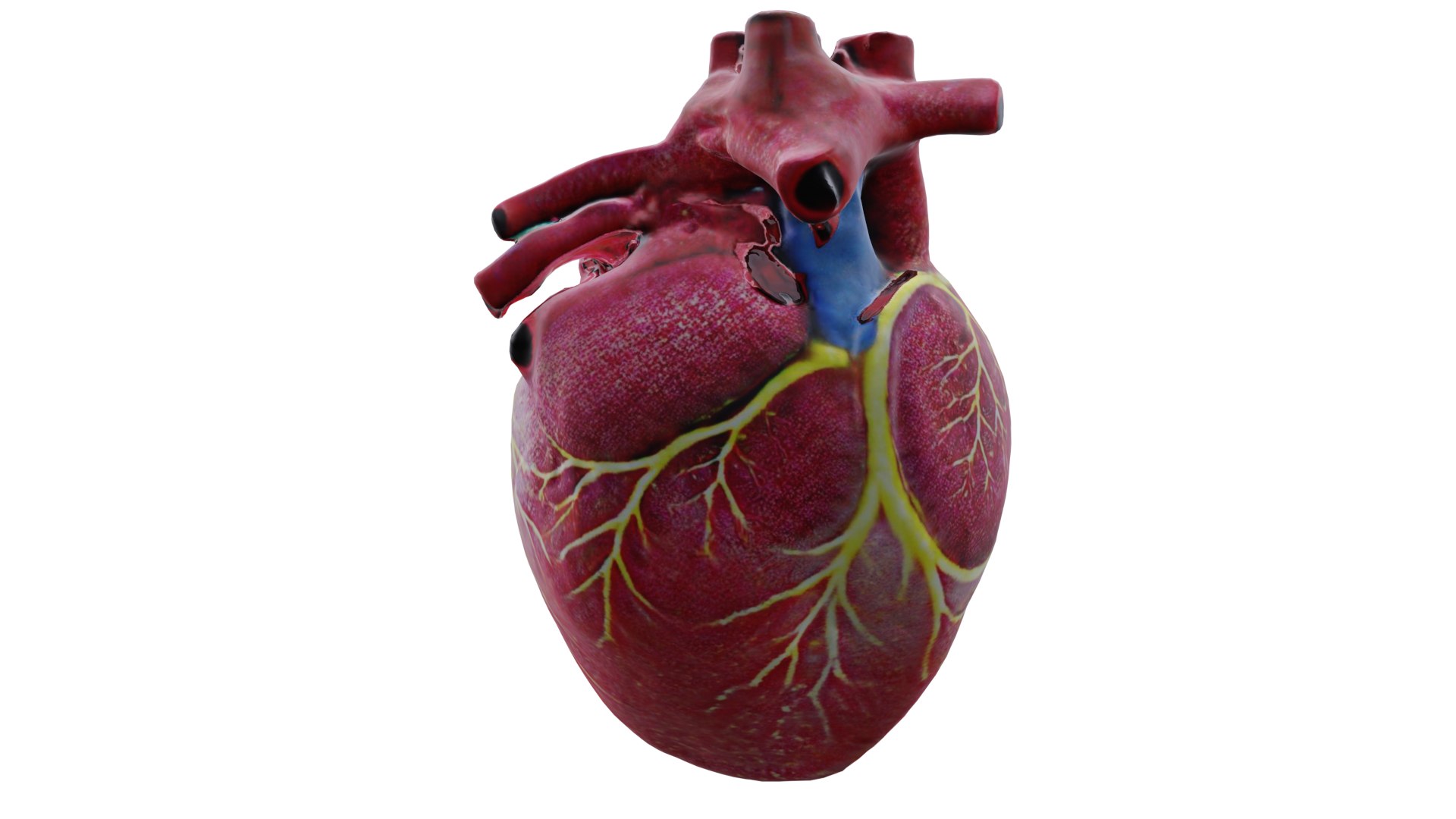 3D Human heart model https://p.turbosquid.com/ts-thumb/WH/hwAKcf/a3/6/png/1710191972/1920x1080/fit_q87/1ca3c593cbf315e9979ccebc45536b0f0d4e50c2/6.jpg