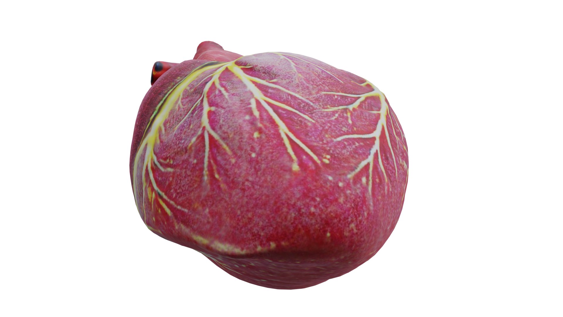 3D Human heart model https://p.turbosquid.com/ts-thumb/WH/hwAKcf/hU/10/png/1710191978/1920x1080/fit_q87/847506fcd7bb5d5aed36846ae7fd76fd88dbaf78/10.jpg