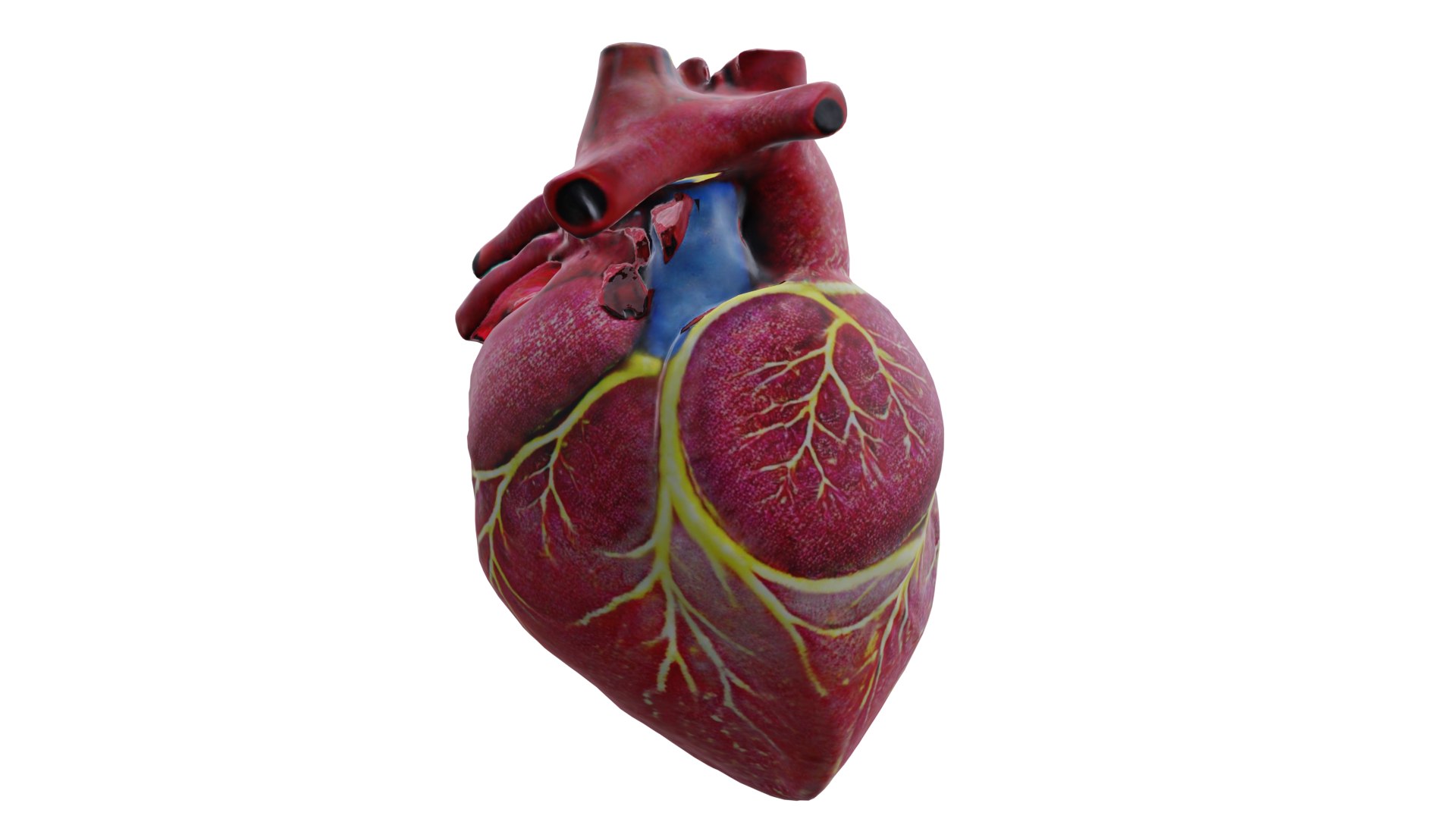 3D Human heart model https://p.turbosquid.com/ts-thumb/WH/hwAKcf/hr/7/png/1710191972/1920x1080/fit_q87/30f9a65680c473dfe87c5163afafa76f7d2ed60f/7.jpg