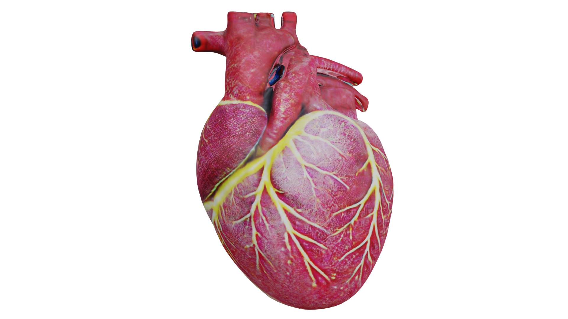 3D Human heart model https://p.turbosquid.com/ts-thumb/WH/hwAKcf/qG/2/png/1710191962/1920x1080/fit_q87/4a599eed5e9487dbfc60a26f2861853e8ca68219/2.jpg