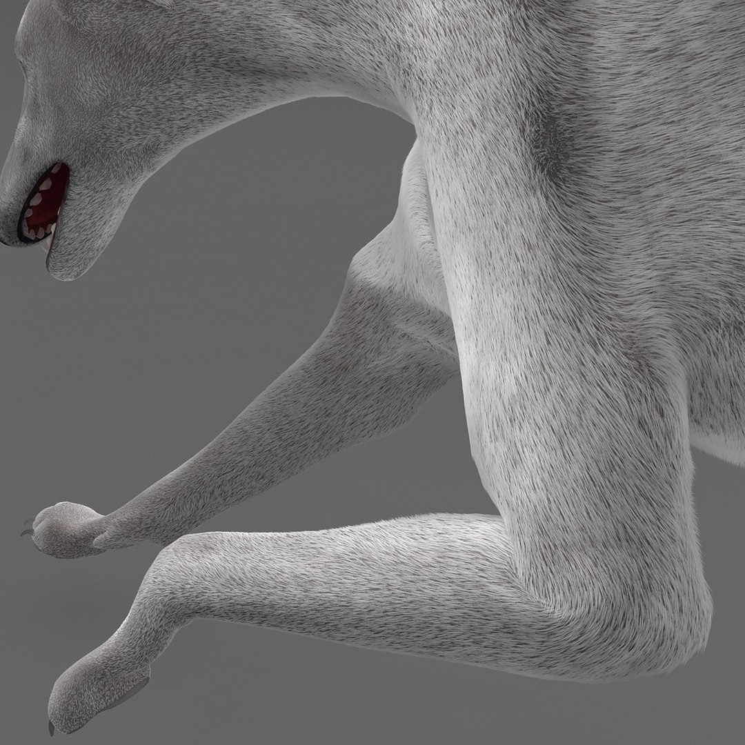 3d model australian greyhound 2 pose https://p.turbosquid.com/ts-thumb/WH/ncslUc/FrO1z6fw/australiangreyhound2pose3fur_18/jpg/1393015048/1920x1080/fit_q87/39ecf73842cffca7b67dbb1c65e432f64200c153/australiangreyhound2pose3fur_18.jpg