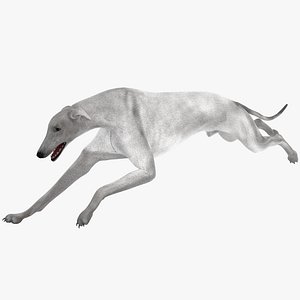 3d model australian greyhound 2 pose